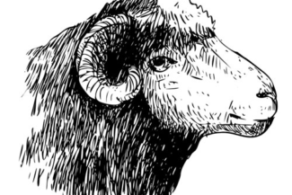 Hjemmesko - The Cozy Sheep